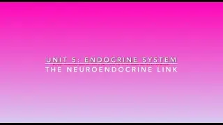 The Neuroendocrine Link | Lime the Tutor | Premed Anatomy and Physiology