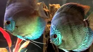 A quick look at my discus