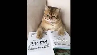 the best cute cat you will never seen [HD]-reading book !!?