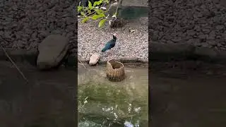 What a variety of cool looking birds!! #shorts #zoo #calgary #birds #variety