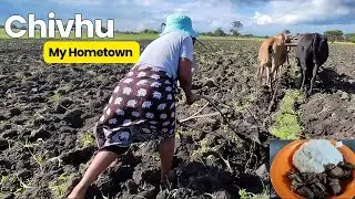 Life in Rural Zimbabwe, They cooked matumbu embudzi for me| #rurallife