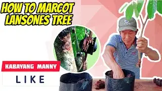 How to Marcot Lansones or Lanzones Tree