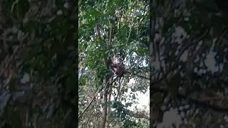monkey Angkor on the tree