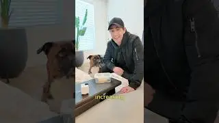 How to Teach Your Dog to Stop Stealing Things Off the Counter. #dogtraining #dogtrainer #puppy