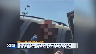 Video of dog in hot car goes viral