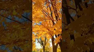 #fall #2023 #edina #minnesota #usa #october #yellow #colors #tree #video