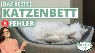Bestes Katzenbett - 5 Fehler beim Kauf