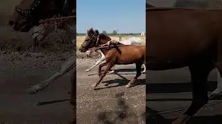 deginal hattarkihal bailgada sharyat ANAND SHETH MANE