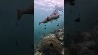 Дайвинг на Пхукете  - King Cruiser Wreck   / Shark Point  / Koh Dok Mai