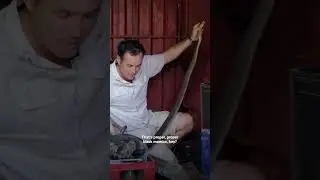 Catching BLACK MAMBAS! | #SnakeSeason #EarthX #Shorts