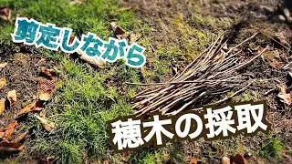 カキの接ぎ穂採取