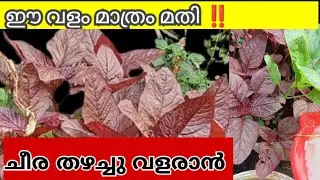 Soil preparation and method of planting spinach /cheera krishi