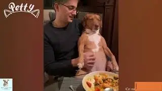The most hated dogs on earth #dog #petscute #doglover #funnydogs #animal