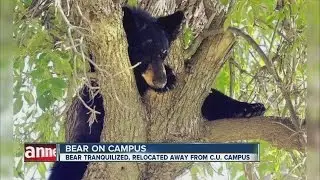 Bear on Colorado University, Boulder campus