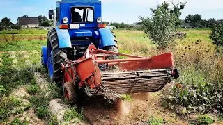 #ЛЕГЕНДАРЫЙ ТРАКТОР Т-40#УБОРКА КАРТОФЕЛЯ2021# КАРТОФЕЛЕКОПАЛКА КТН-2В#