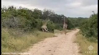 Baby Giraffe Kicks Hunting Lion