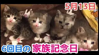 家族になって6年目!! 明日は愛猫すずめのうちの子記念日です!!【5月13日】vol.206