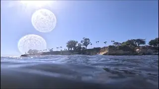 Horned shark charge, bat rays and more in Santa Barbara free diving
