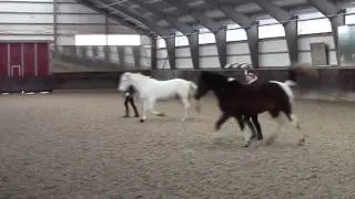 Baco og Duke - having fun