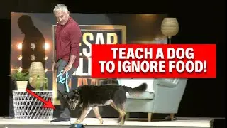 How To Teach A Dog To Be Patient With Food | Live Dog Demos
