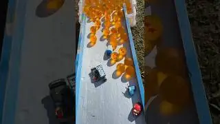 Water Marble run ✖︎ Tomica⭐︎ASMR #funny #satisfying #marblesrace #bouncymarble
