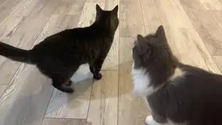 Cats Eating 1144