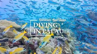 [RELAXATION] Magical Underwater Experience☀️今日はウーロン方面！いつも安定の美しさ✨ウーロンチャネルに入れたのは久しぶりな気がする🏝️  パラオ ダイビング