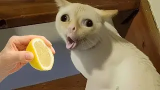 Never Show a Lemon to This Cat! 🤣🍋😸#1