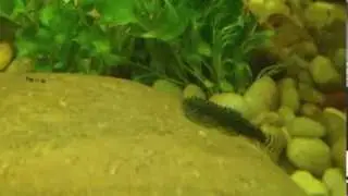 Sewellia Lineolata (hillstream loach)
