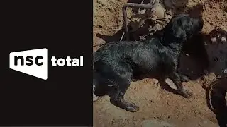 Com a ajuda de um cão, bombeiros de SC resgatam corpo de vítima em Brumadinho