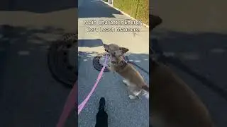 Main character energy. Zero leash manners.