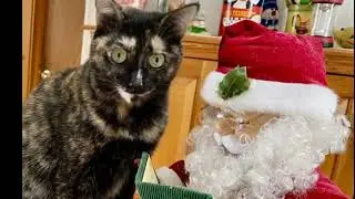 Cat Singing Christmas