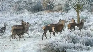 wild deer forest life !!#babydeer #deercherup #deer #deersquad #deerfield #deerhunting #deercam