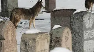 Coyotes in the Snow