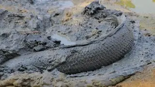 Best find snakehead fish in dry season mud 2020