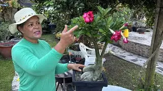 SAIBA O MOMENTO CORRETO DE REPLANTAR SUA ROSA DO DESERTO