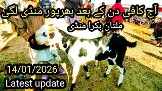 Multan Bakra mandi, 14/01/2026,    2026ملتان بکرا منڈی قربانی 