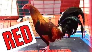 Edwin Aranez &  Raffy Campos | Galen Pacturan | RGM Bulik  | Atty. Noel Empleo  | Poultry Show