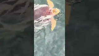🐢⚪ Rare Albino Sea Turtle Gives a Ride to Fishes!🌊🚀