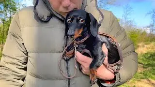 Painful paws from nettles| Loulou & Coco’s Diary.
