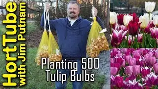 Planting 500 Tulip Bulbs