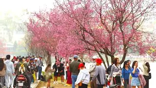 Vạn Vật Đều Thua Hoa Mai Anh Đào Đà Lạt 🌸 | Cherry Blossom Festival 2026