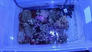 Toxic Dino Nightmare? 25% Blues? Australian Live Rock? 08/18/2022