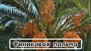 преобрели ещё одно экзотическое растение.bought another exotic plant.