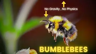 How Do Bumblebees Defy Physics? | Interesting Facts About Bumblebee | Bumblebees is a Mystery..