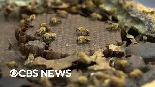 Stingless bees' lead conservation efforts in the Amazon rainforest