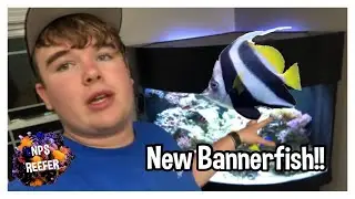 New Bannerfish!!!