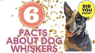 Six Facts About Dog Whiskers You Need to Know