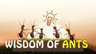 Wisdom Of The Ants - Best Motivational Video