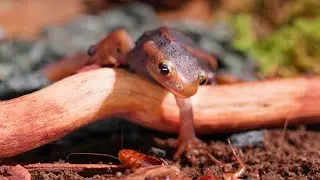 [CLOSE-UP] Burmese Crocodile Newt Hunting